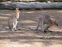 Lone Pine Sanctuary (9)